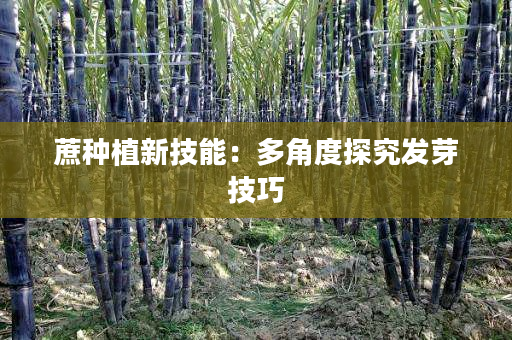 蔗种植新技能:多角度探究发芽技巧 蔗种植新技能:多角度探究发芽技巧