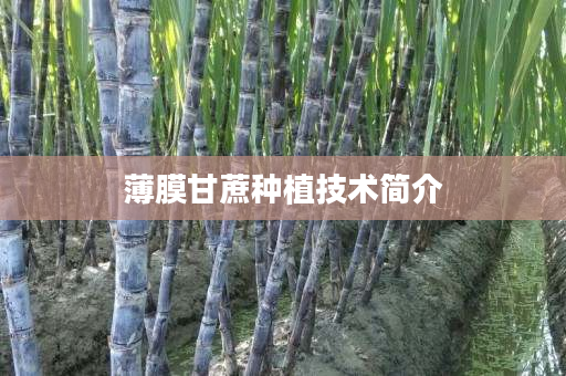 薄膜甘蔗种植技术简介 薄膜甘蔗种植技术简介