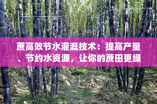 蔗高效节水灌溉技术:提高产量、节约水资源,让你的蔗田更绿更好 蔗高效节水灌溉技术:提高产量、节约水资源,让你的蔗田更绿更好