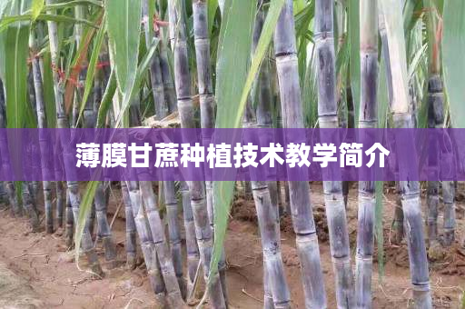 薄膜甘蔗种植技术教学简介 薄膜甘蔗种植技术教学简介