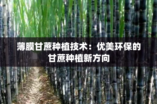 薄膜甘蔗种植技术:优美环保的甘蔗种植新方向 薄膜甘蔗种植技术:优美环保的甘蔗种植新方向