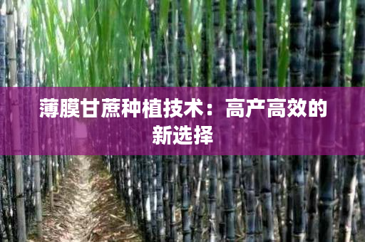 薄膜甘蔗种植技术:高产高效的新选择 薄膜甘蔗种植技术:高产高效的新选择