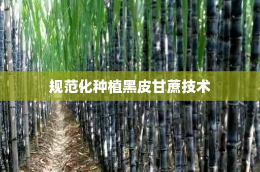 规范化种植黑皮甘蔗技术 规范化种植黑皮甘蔗技术