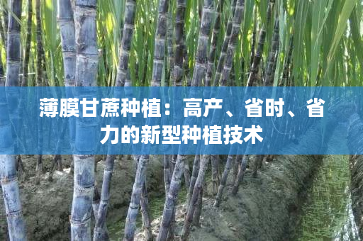 薄膜甘蔗种植：高产、省时、省力的新型种植技术