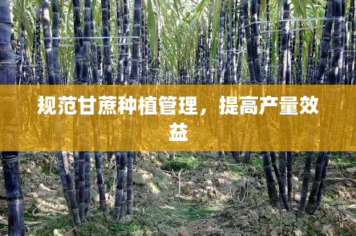 规范甘蔗种植管理,提高产量效益 规范甘蔗种植管理,提高产量效益