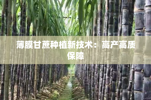 薄膜甘蔗种植新技术:高产高质保障 薄膜甘蔗种植新技术:高产高质保障