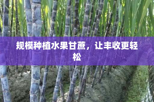 规模种植水果甘蔗，让丰收更轻松