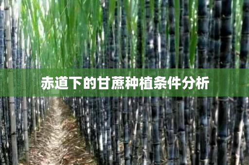 赤道下的甘蔗种植条件分析