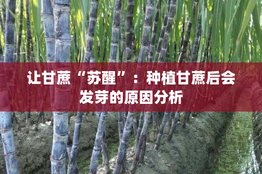 让甘蔗“苏醒”：种植甘蔗后会发芽的原因分析