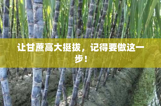 让甘蔗高大挺拔,记得要做这一步! 让甘蔗高大挺拔,记得要做这一步!