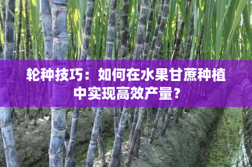 轮种技巧:如何在水果甘蔗种植中实现高效产量? 轮种技巧:如何在水果甘蔗种植中实现高效产量?