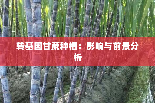 转基因甘蔗种植：影响与前景分析