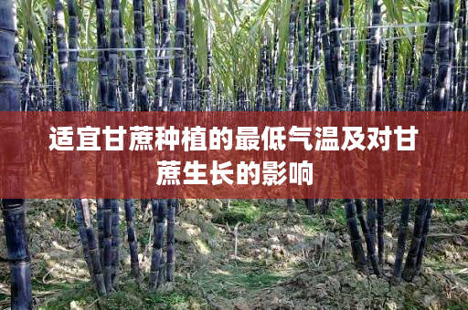 适宜甘蔗种植的最低气温及对甘蔗生长的影响 适宜甘蔗种植的最低气温及对甘蔗生长的影响