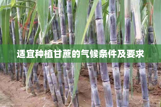 适宜种植甘蔗的气候条件及要求 适宜种植甘蔗的气候条件及要求