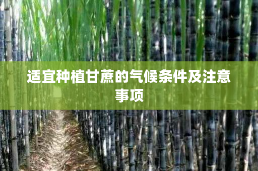 适宜种植甘蔗的气候条件及注意事项