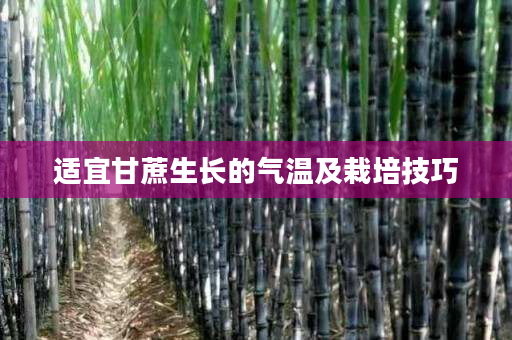 适宜甘蔗生长的气温及栽培技巧 适宜甘蔗生长的气温及栽培技巧