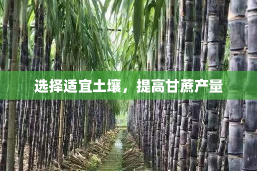 选择适宜土壤,提高甘蔗产量 选择适宜土壤,提高甘蔗产量