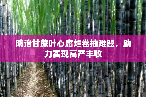 防治甘蔗叶心腐烂卷抽难题,助力实现高产丰收 防治甘蔗叶心腐烂卷抽难题,助力实现高产丰收