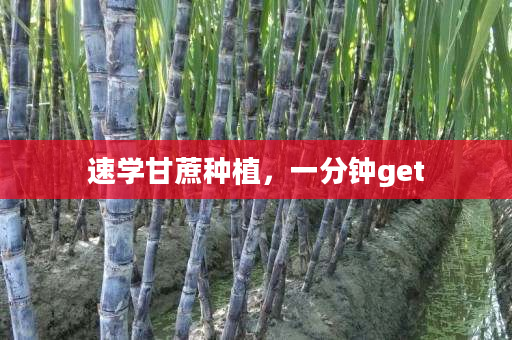 速学甘蔗种植,一分钟get 速学甘蔗种植,一分钟get