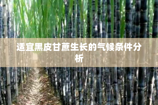 适宜黑皮甘蔗生长的气候条件分析 适宜黑皮甘蔗生长的气候条件分析
