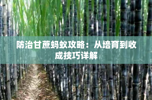 防治甘蔗蚂蚁攻略:从培育到收成技巧详解 防治甘蔗蚂蚁攻略:从培育到收成技巧详解