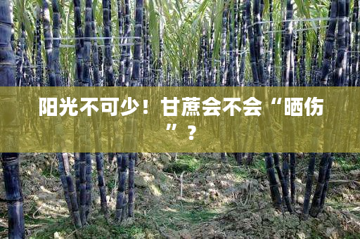 阳光不可少!甘蔗会不会“晒伤”? 阳光不可少!甘蔗会不会“晒伤”?
