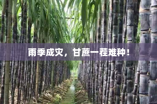 雨季成灾,甘蔗一茬难种! 雨季成灾,甘蔗一茬难种!