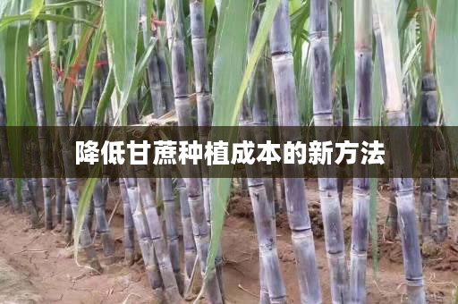 降低甘蔗种植成本的新方法 降低甘蔗种植成本的新方法