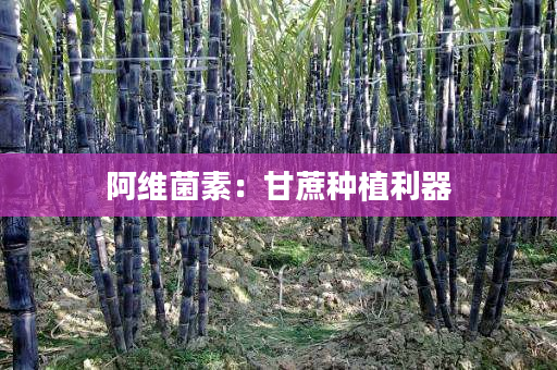 阿维菌素:甘蔗种植利器 阿维菌素:甘蔗种植利器