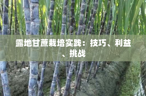 露地甘蔗栽培实践:技巧、利益、挑战 露地甘蔗栽培实践:技巧、利益、挑战
