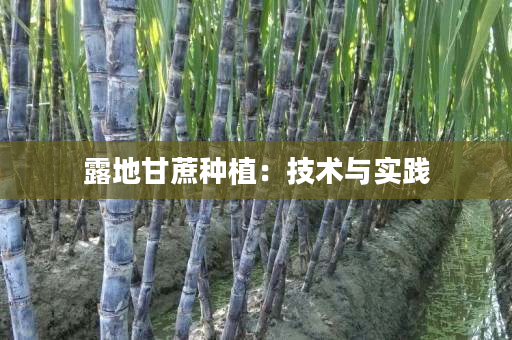 露地甘蔗种植:技术与实践 露地甘蔗种植:技术与实践