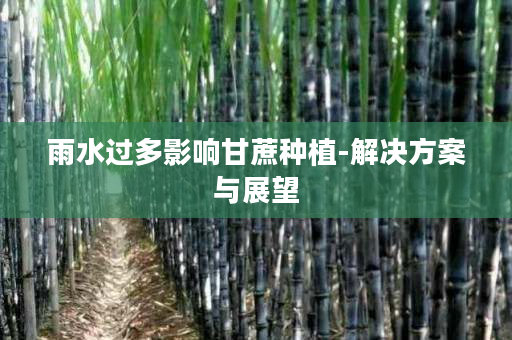 雨水过多影响甘蔗种植-解决方案与展望 雨水过多影响甘蔗种植-解决方案与展望