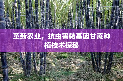革新农业,抗虫害转基因甘蔗种植技术探秘 革新农业,抗虫害转基因甘蔗种植技术探秘