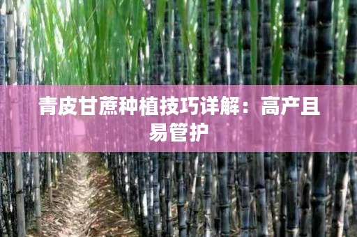 青皮甘蔗种植技巧详解：高产且易管护