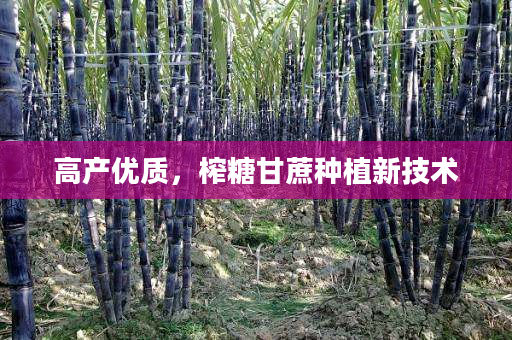 高产优质,榨糖甘蔗种植新技术 高产优质,榨糖甘蔗种植新技术