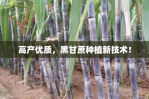 高产优质,黑甘蔗种植新技术! 高产优质,黑甘蔗种植新技术!