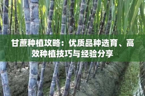 甘蔗种植攻略:优质品种选育、高效种植技巧与经验分享 甘蔗种植攻略:优质品种选育、高效种植技巧与经验分享