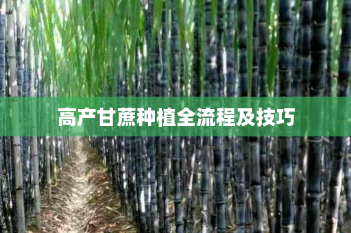 高产甘蔗种植全流程及技巧
