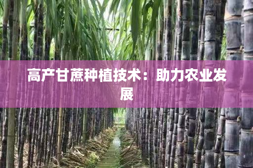 高产甘蔗种植技术：助力农业发展