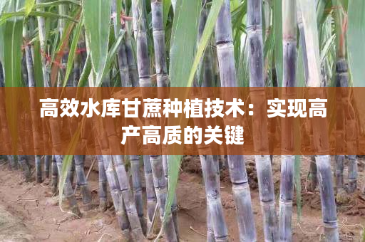 高效水库甘蔗种植技术：实现高产高质的关键