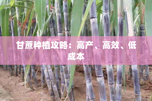 甘蔗种植攻略:高产、高效、低成本 甘蔗种植攻略:高产、高效、低成本