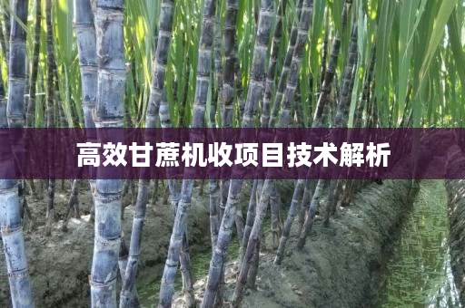 高效甘蔗机收项目技术解析 高效甘蔗机收项目技术解析