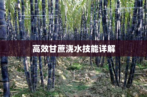 高效甘蔗浇水技能详解 高效甘蔗浇水技能详解