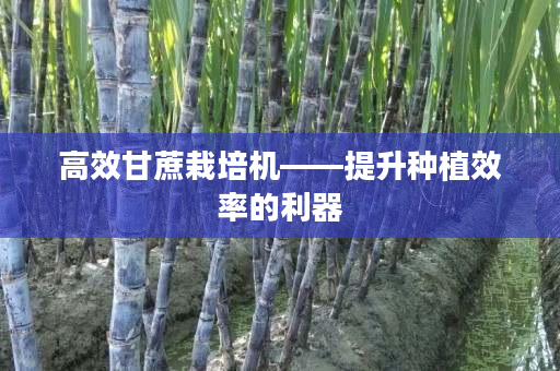 高效甘蔗栽培机——提升种植效率的利器 高效甘蔗栽培机——提升种植效率的利器