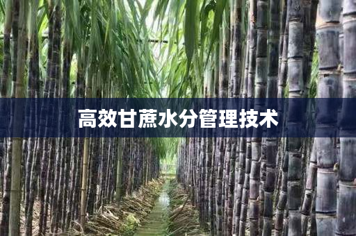 高效甘蔗水分管理技术 高效甘蔗水分管理技术