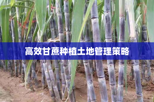 高效甘蔗种植土地管理策略 高效甘蔗种植土地管理策略
