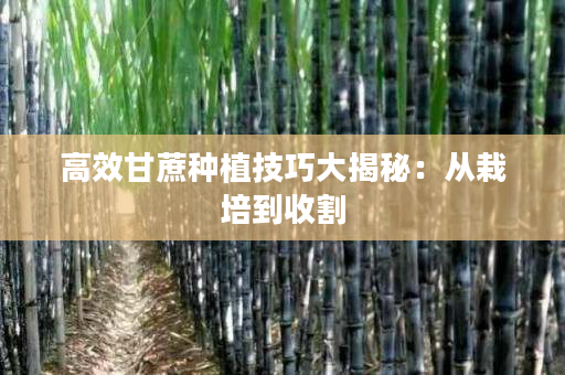 高效甘蔗种植技巧大揭秘:从栽培到收割 高效甘蔗种植技巧大揭秘:从栽培到收割