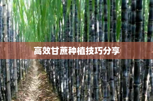 高效甘蔗种植技巧分享