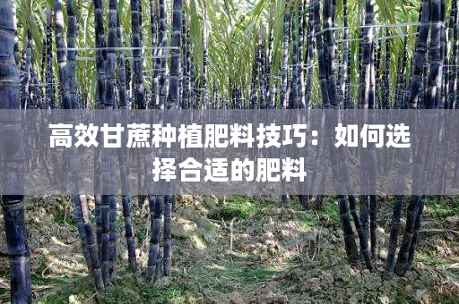 高效甘蔗种植肥料技巧：如何选择合适的肥料