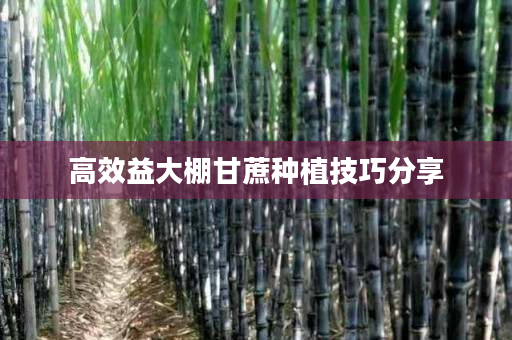 高效益大棚甘蔗种植技巧分享 高效益大棚甘蔗种植技巧分享